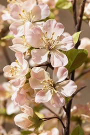 Maison Moya - Cherry Blossom Detachable Faux Tree - closeup detail