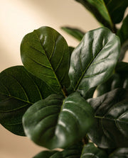 Maison Moya - Fiddle Leaf Fig Iconic Indoor Tree - 03 closeup-top