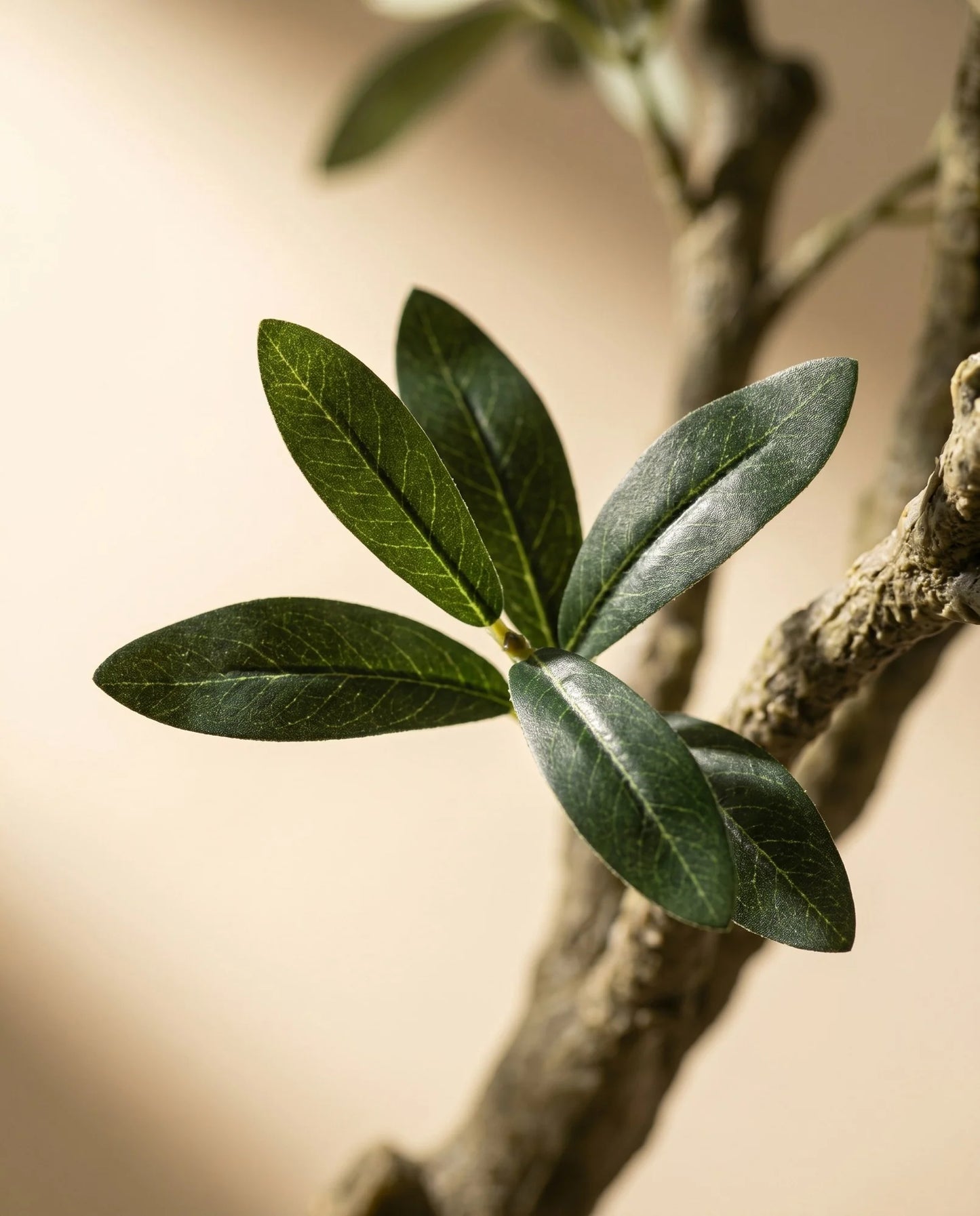 Maison Moya - Olive Tree Classic Mediterranean Indoor Tree - 03 closeup-top