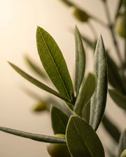 Maison Moya - Olive Tree Mini Mediterranean Plant - 03 closeup-top