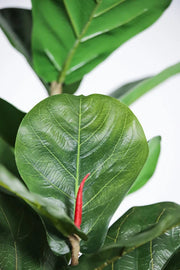 Fiddle Leaf Fig Iconic Indoor Tree