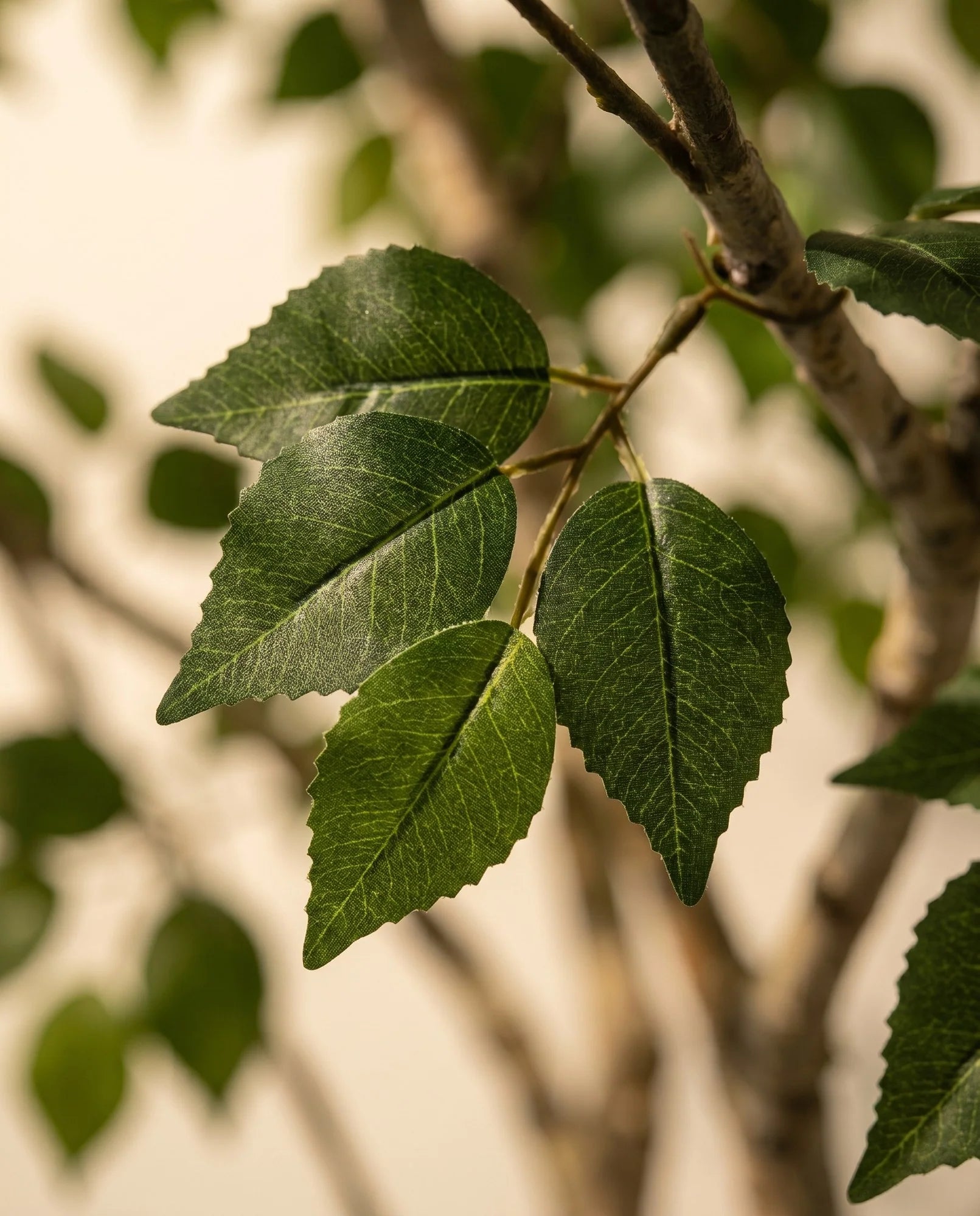 Maison Moya - Birch Tree Real Trunk Indoor Tree - 03 closeup-top