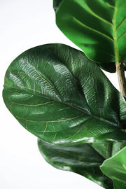 Fiddle Leaf Fig Iconic Indoor Tree
