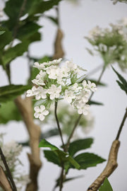 Hydrangea Potted Flowering Plant