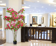 Bougainvillea Mediterranean Flowering Tree