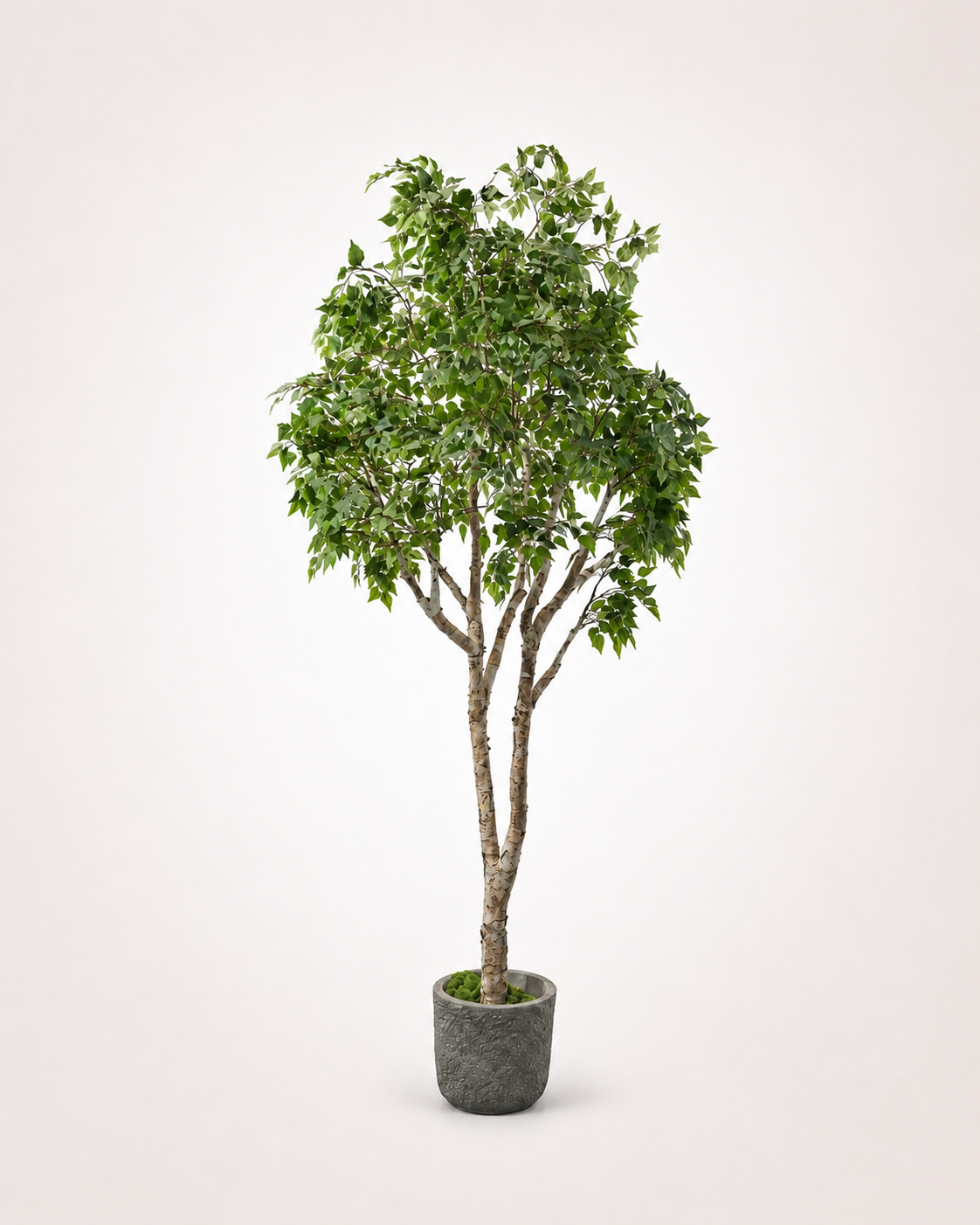 Birch Tree Real Trunk Indoor Tree