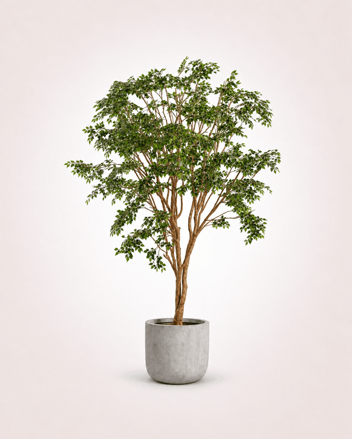 Banyan Tree Real Wood Trunk XL Statement