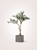 Olive Tree Classic Mediterranean Indoor Tree