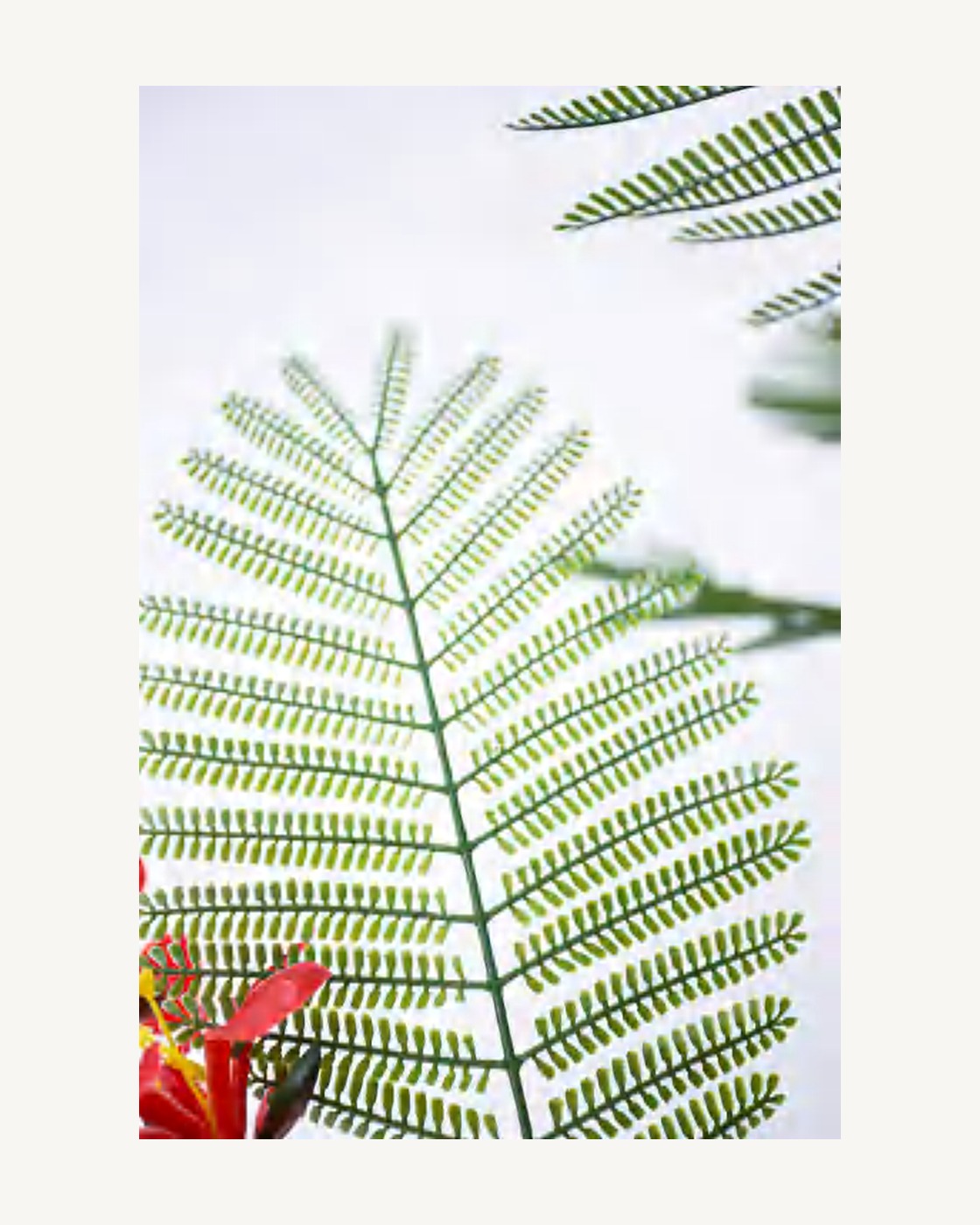 Amalfi Artificial Royal Poinciana Tree, full product studio view in the included nursery pot