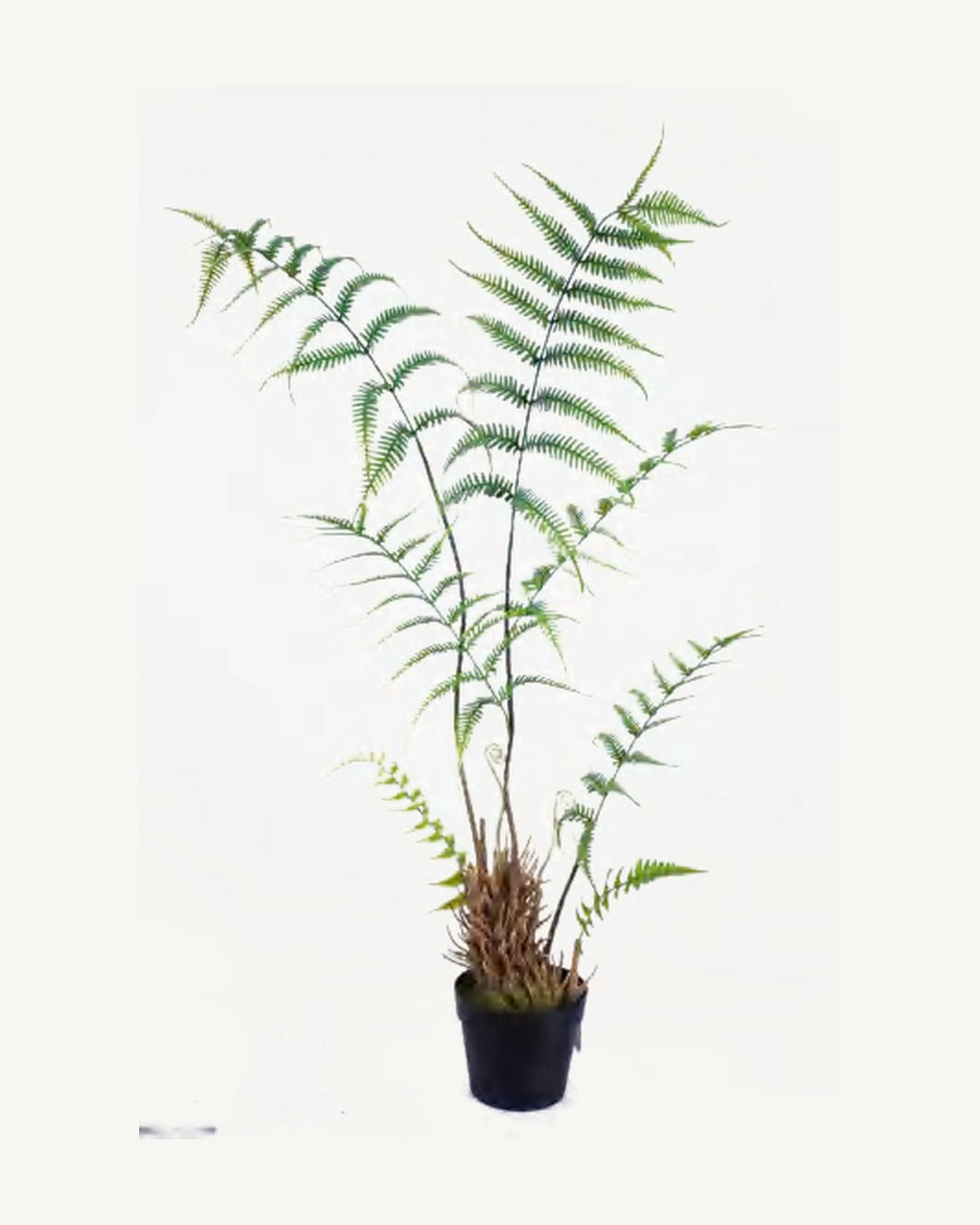 Arezzo Artificial Boston Fern, full product studio view in the included nursery pot