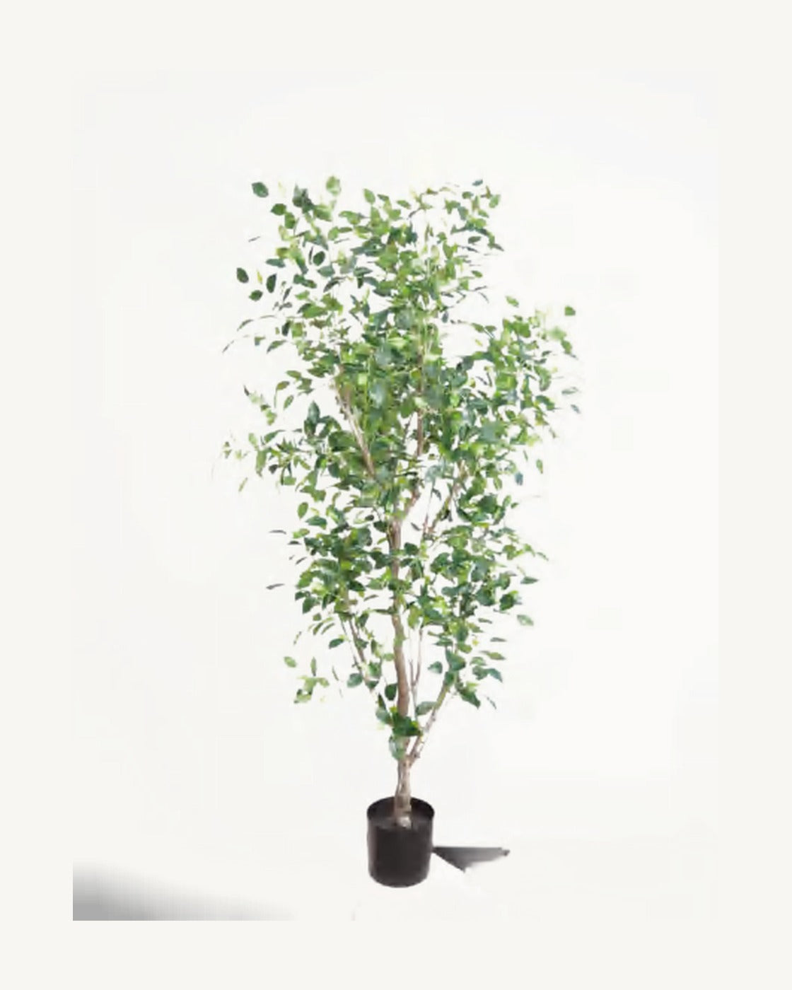 Arezzo Artificial Ficus Tree, full product studio view in the included nursery pot