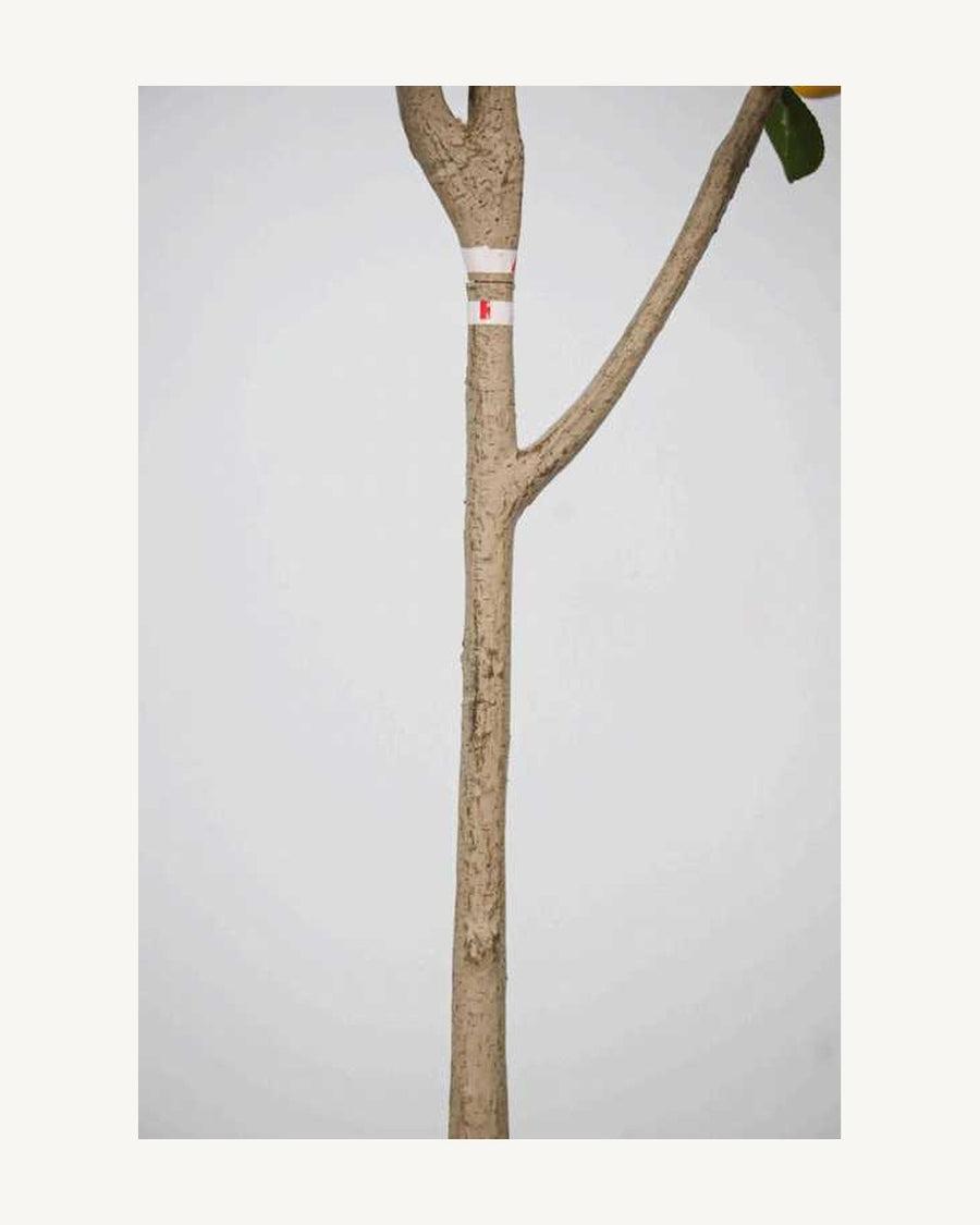 Arezzo Artificial Lemon Tree, 59 in