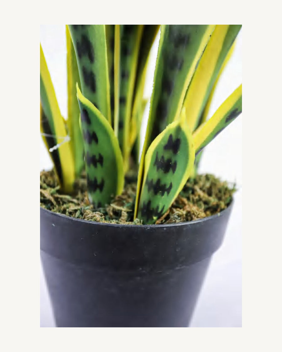 Arezzo Artificial Snake Plant, 29.5 in