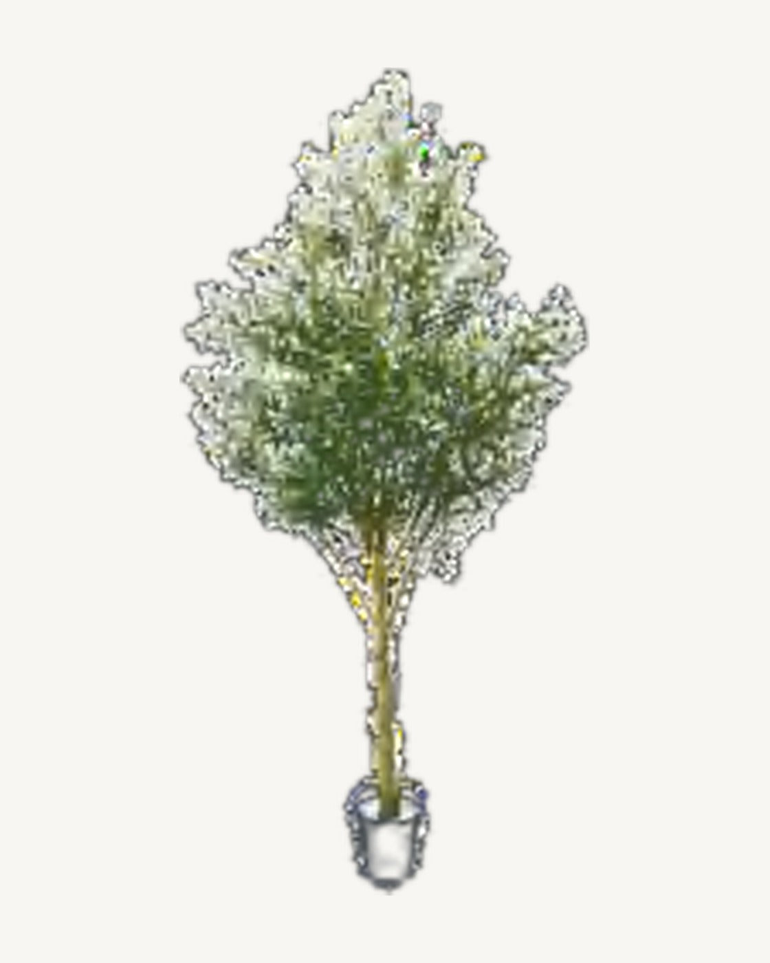 Assisi Artificial Olive Tree, full product studio view in the included nursery pot