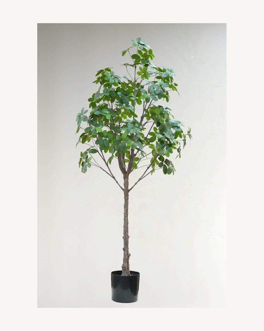 Assisi Artificial Schefflera Tree, 66.9 in