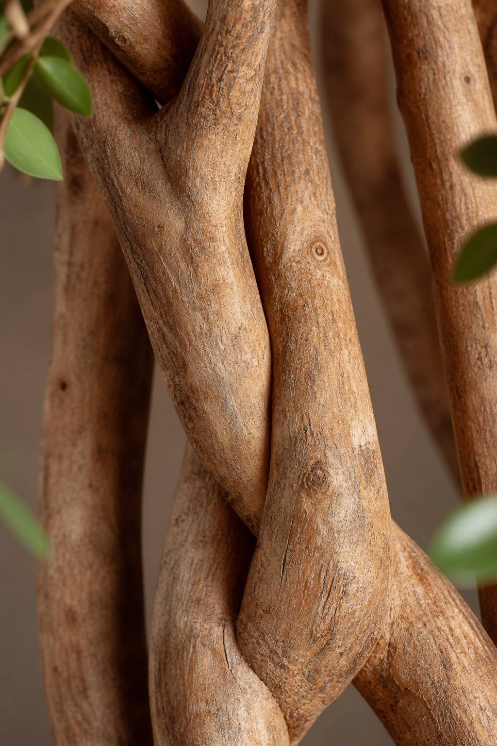 Maison Moya - Banyan Tree Real Wood Trunk XL Statement - closeup surface