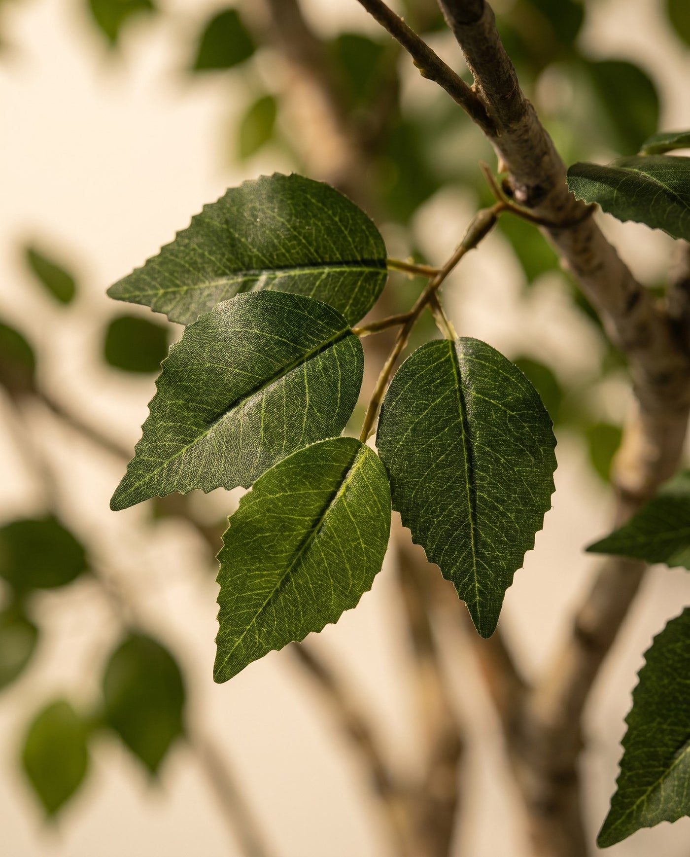 Maison Moya - Birch Tree Real Trunk Indoor Tree - 03 closeup-top