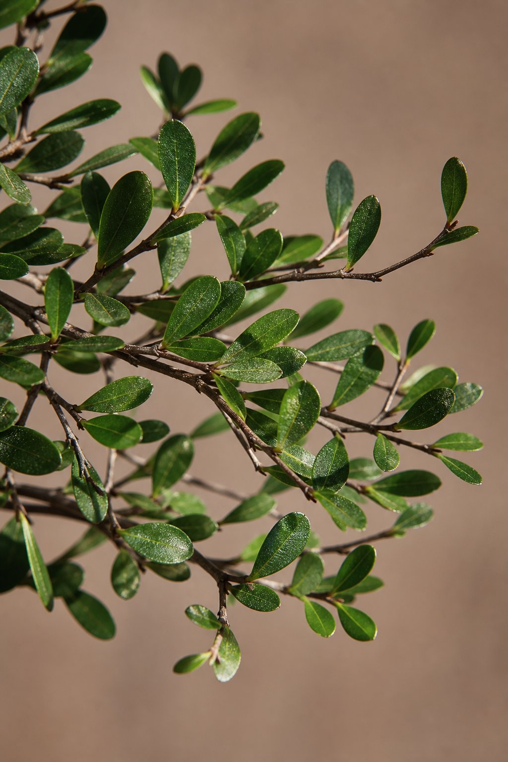 Maison Moya - Black Olive Tree Statement Indoor Tree - closeup surface