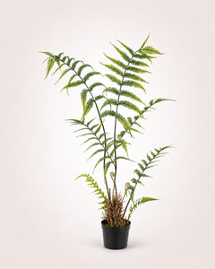 Maison Moya boston-fern