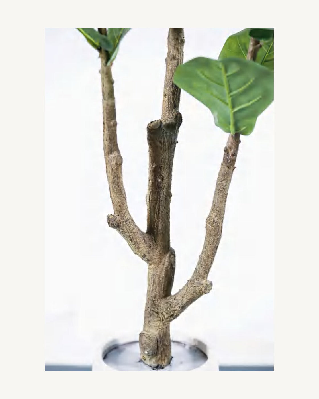 Capri Artificial Fiddle Leaf Fig Tree, full product studio view in the included nursery pot