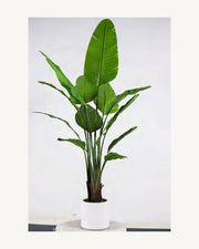 Capri Artificial Traveler's Palm, 70.8 in, full product studio view in the included nursery pot