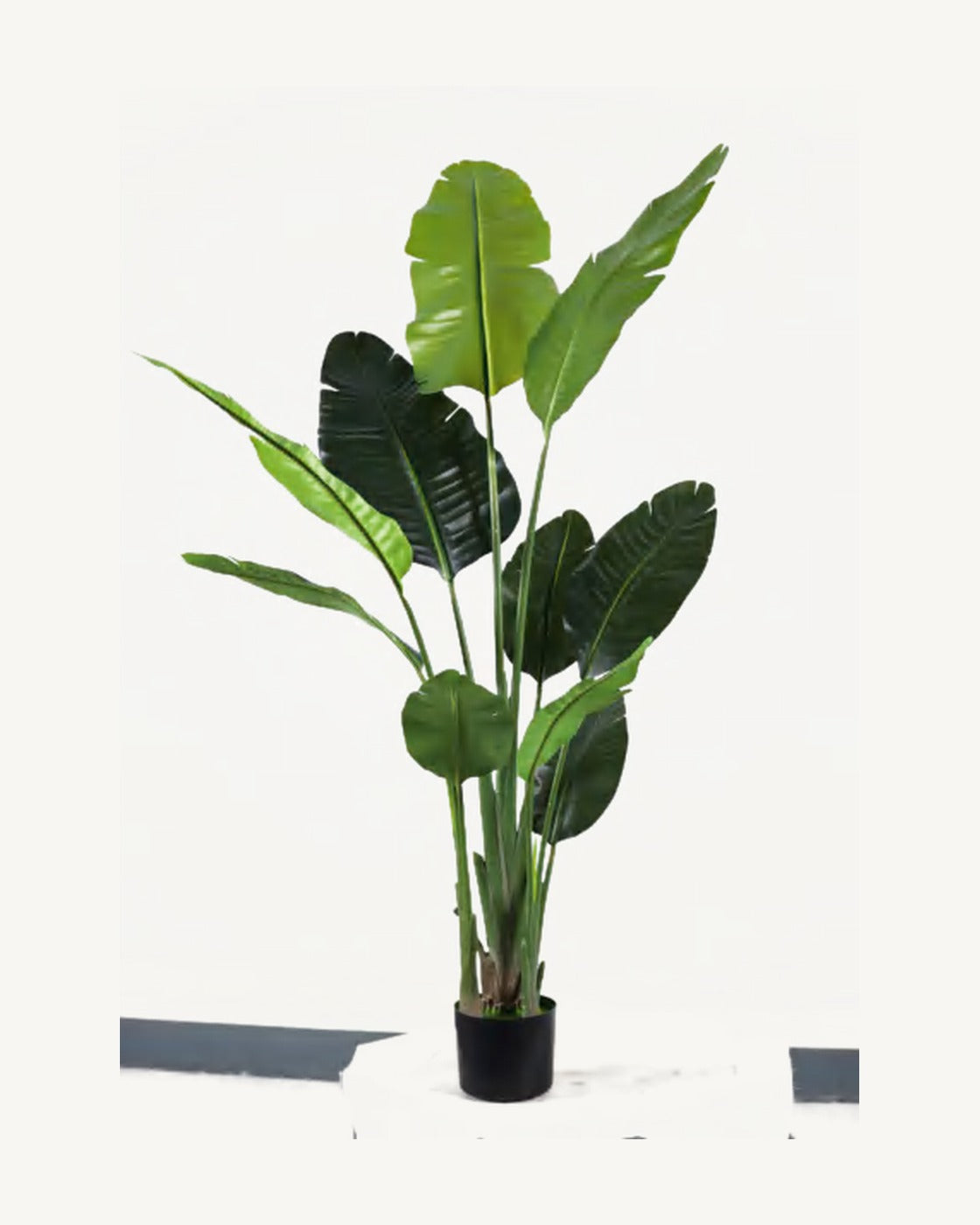 Capri Artificial Traveler's Palm, 63 in, full product studio view in the included nursery pot