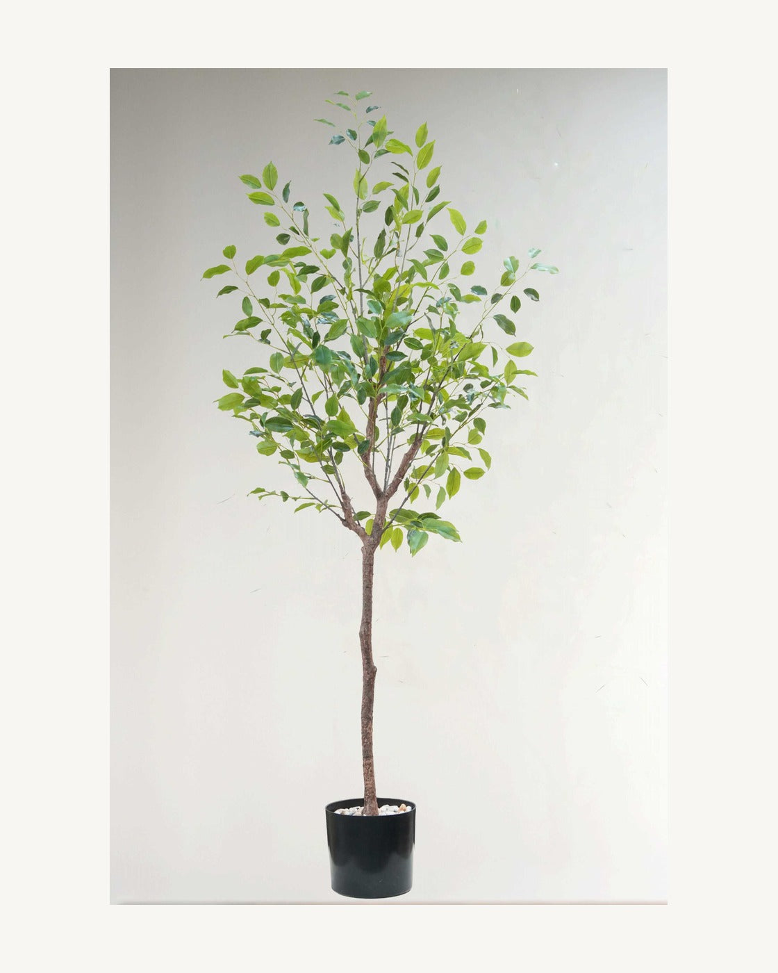 Cefalu Artificial Ficus Tree, full product studio view in the included nursery pot
