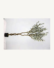 Comporta Artificial Olive Tree, 70.8 in, full product studio view in the included nursery pot
