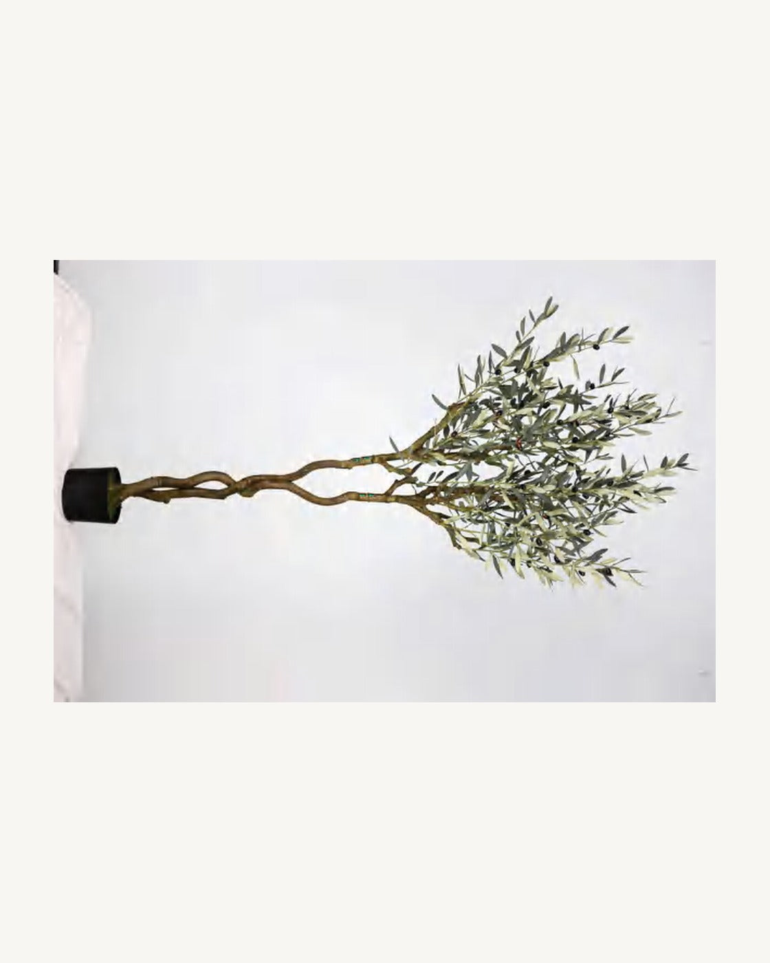 Comporta Artificial Olive Tree, 70.8 in, full product studio view in the included nursery pot
