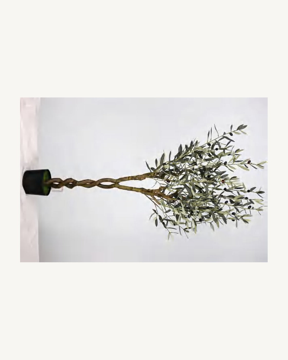 Comporta Artificial Olive Tree, 59 in, full product studio view in the included nursery pot