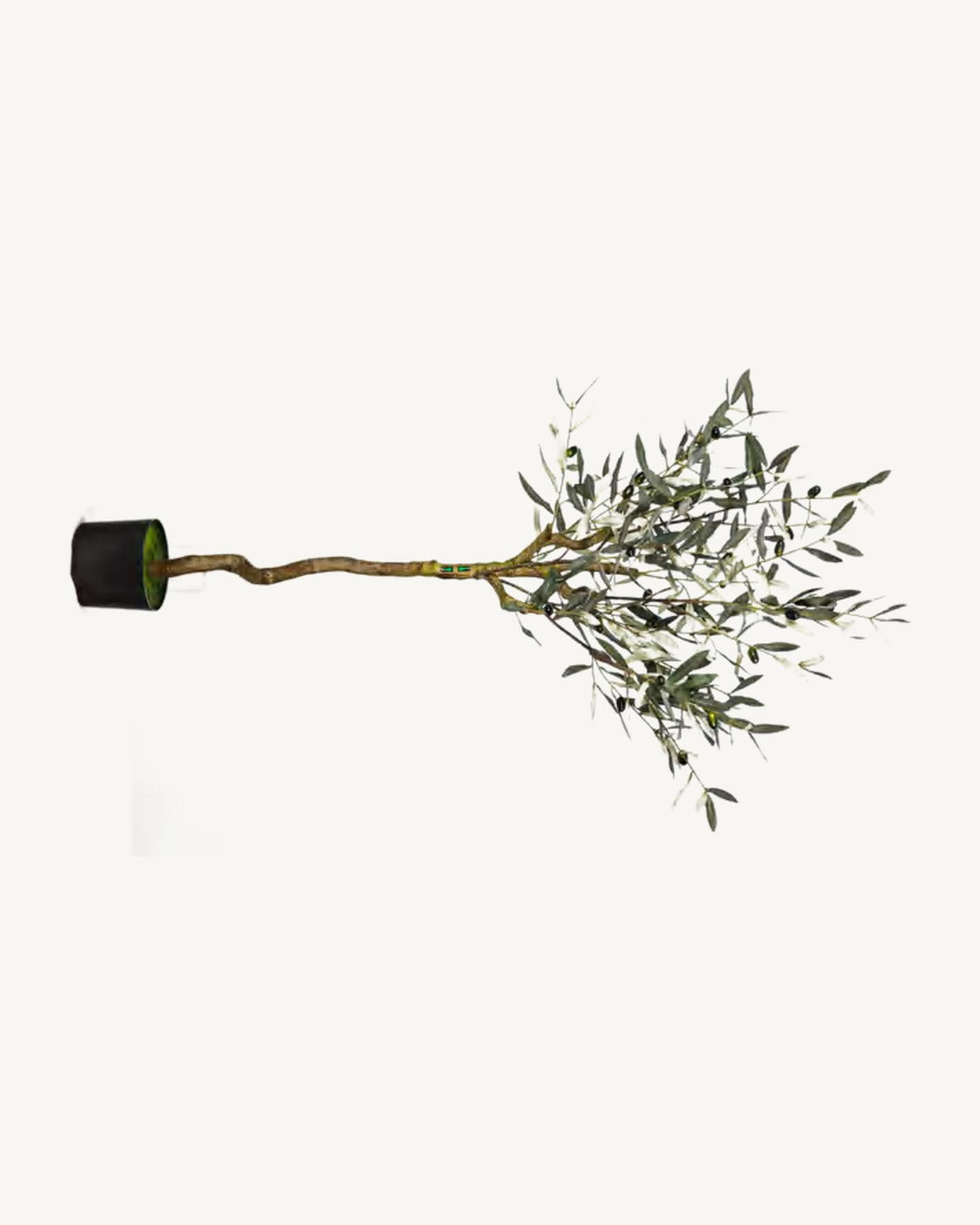 Comporta Artificial Olive Tree, 47.2 in, full product studio view in the included nursery pot