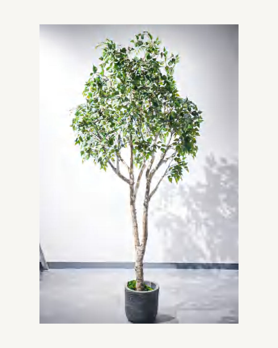 Cortona Artificial Birch Tree, 110.2 in