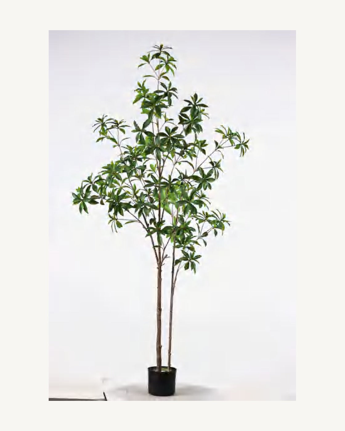 Cortona Artificial Pieris Tree, full product studio view in the included nursery pot