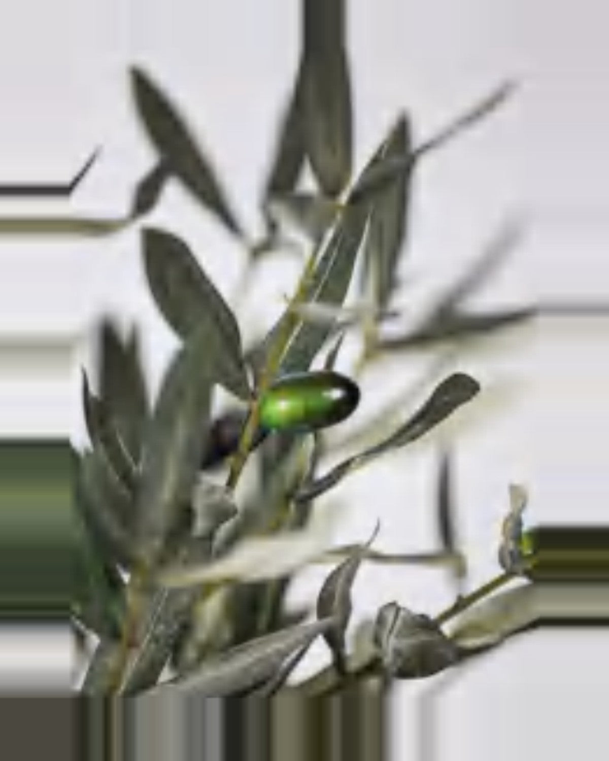 Camogli Olive Tree — close-up detail 1, artificial olive tree