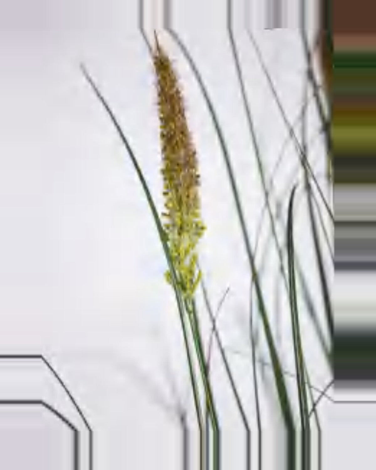 Lino Onion Grass — close-up detail 1, artificial onion grass
