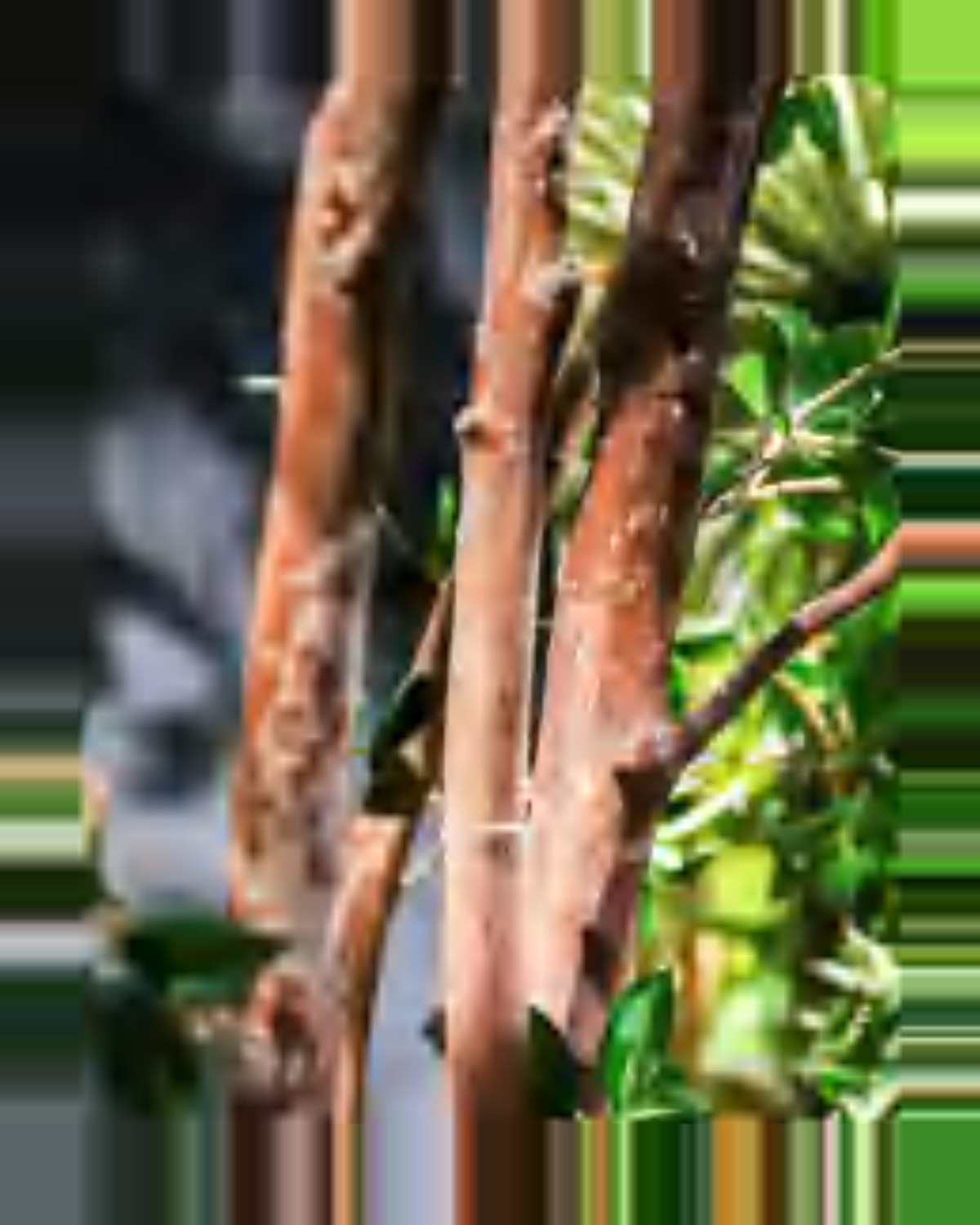 Vela Ficus Tree — close-up detail 1, artificial ficus tree