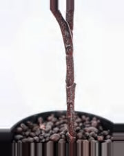 Garrigue Phoenix Palm Tree — close-up detail 1, artificial phoenix palm tree