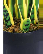 Cabanon Snake Plant — close-up detail 1, artificial snake plant