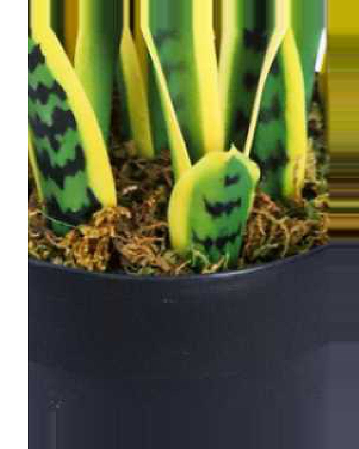 Cabanon Snake Plant — close-up detail 1, artificial snake plant