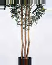 Ancona Olive Tree — close-up detail 6, artificial olive tree