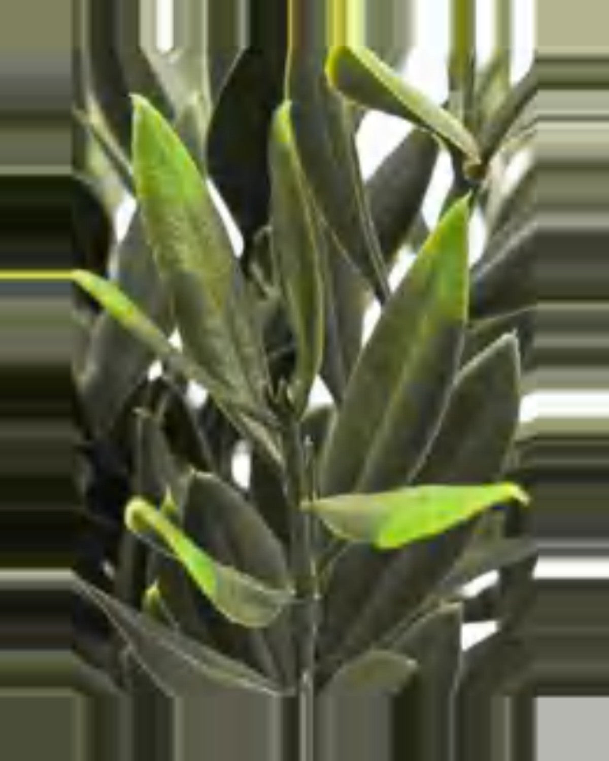 Ostuni Olive Tree — close-up detail 1, artificial olive tree