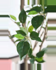 Sole Ficus Tree — close-up detail 1, artificial ficus tree