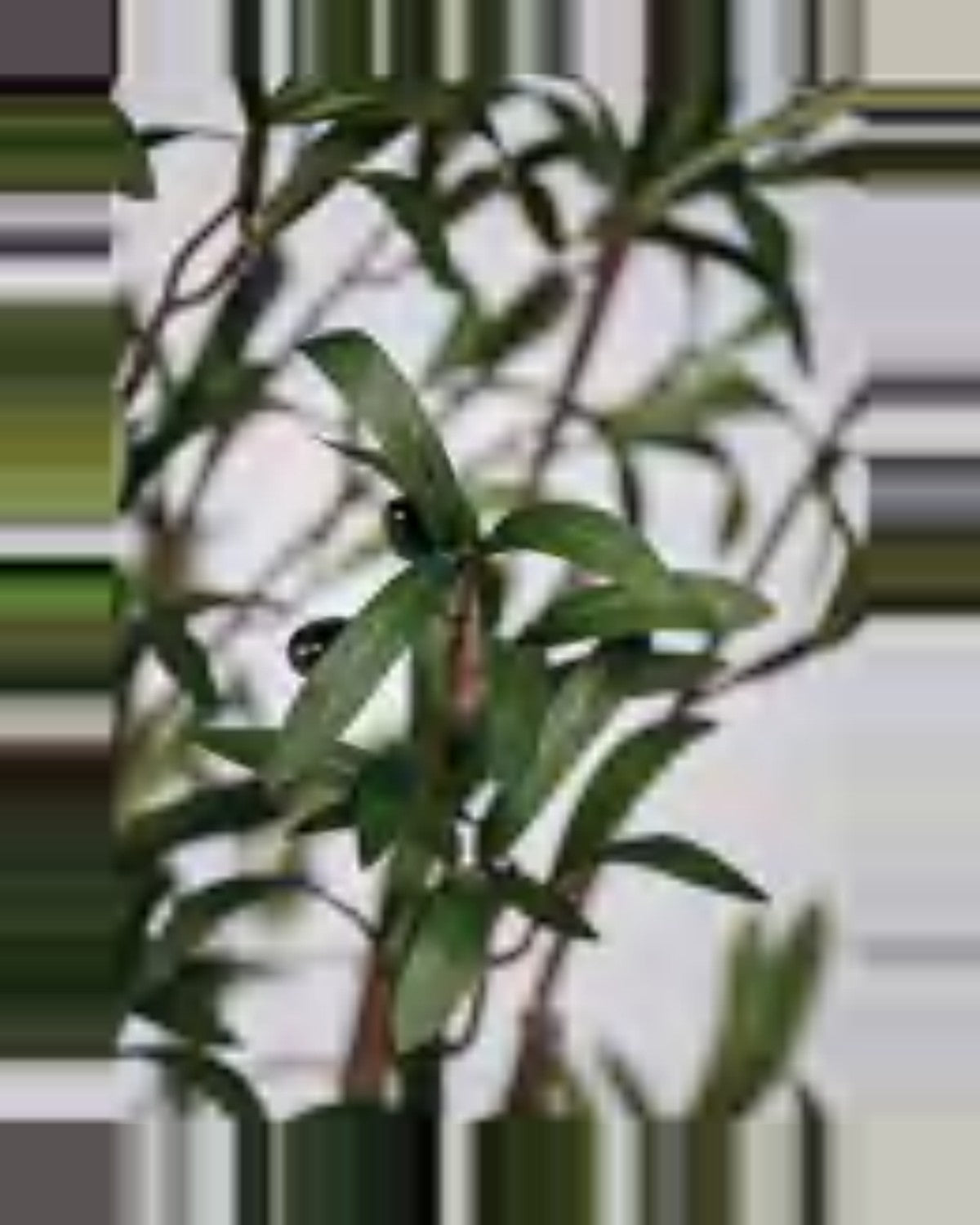Montalcino Olive Tree — close-up detail 6, artificial olive tree