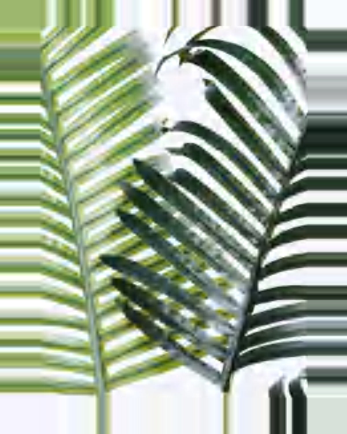 Mistral Areca Palm Tree — close-up detail 1, artificial areca palm tree