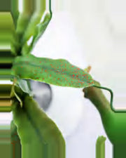 Luce Pitcher Plant — close-up detail 1, artificial pitcher plant