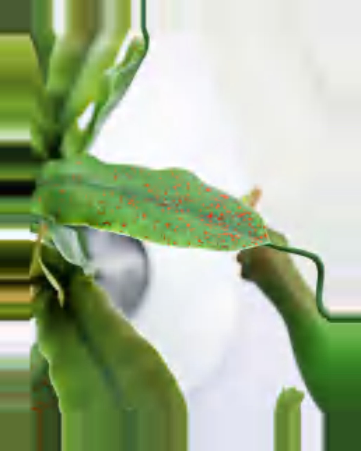 Luce Pitcher Plant — close-up detail 1, artificial pitcher plant