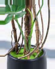 Sabbia Monstera Plant — close-up detail 1, artificial monstera plant