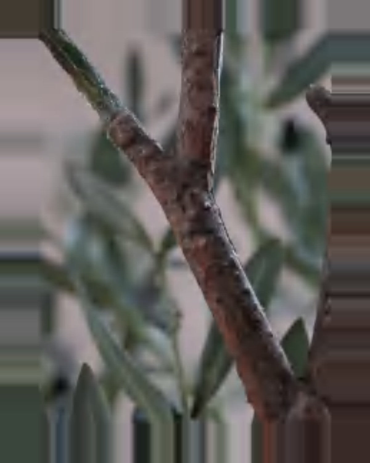 Matera Olive Fruit Leaf Tree — close-up detail 1, artificial olive fruit leaf tree