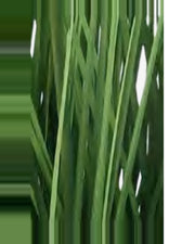 Riva Cattail Grass — close-up detail 1, artificial cattail grass
