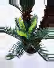 Amandier Sago Palm — close-up detail 1, artificial sago palm